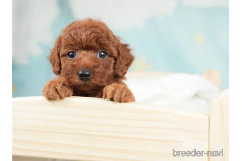 成約済の千葉県のトイプードル-207872の4枚目